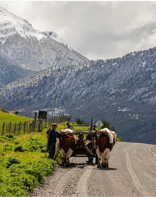 Paisaje Sur de Chile 4